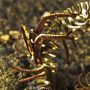 Crinoid shrimp in the feather seastar at Seraya Point.
C... by Ahmet Yay 